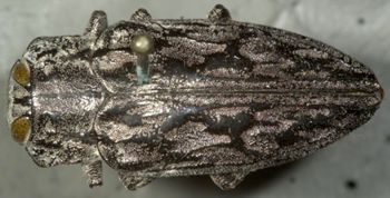 Media type: image;   Entomology 33797 Aspect: habitus dorsal view